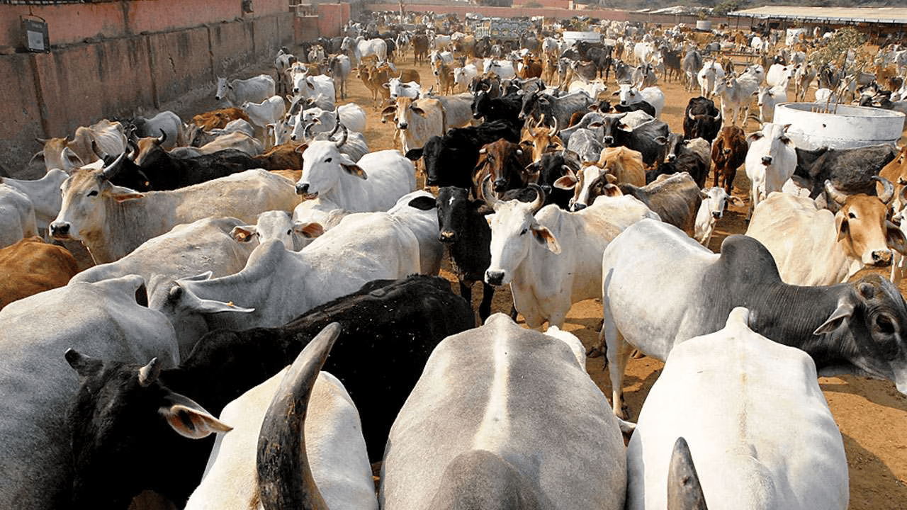 836799-gaushala